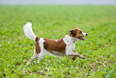 DOG 06 KH0004 01
Kooikerhondje Running In Field