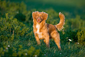 DOG 06 KH0006 01
Nova Scotia Duck Tolling Retriever Standing In Field