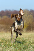 DOG 06 KH0008 01
French Pointer Running In Field