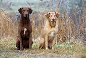 DOG 06 KH0013 01
Two Chesapeake Bay Retrievers Sitting In Field By Brush
