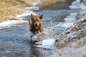 DOG 06 KH0014 01
Chesapeake Bay Retriever Running In Stream