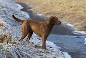 DOG 06 KH0015 01
Chesapeake Bay Retriever Standing In Stream