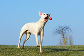 DOG 06 KH0017 01
Dogo Argentino Catching Ball In Field