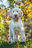 DOG 06 KH0018 01
Spinone Italiano Standing On Grass By Woods