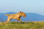 DOG 06 KH0021 01
Wirehaired Vizsla Running In Field