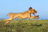 DOG 06 KH0022 01
Wirehaired Vizsla Running In Field Profile
