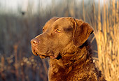 DOG 06 LS0002 01
Head Shot Of Chesapeake Bay Retriever Sitting In Marsh