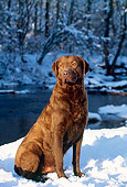 DOG 06 LS0003 01
Chesapeake Bay Retriever Sitting On Snow By River In Woods