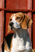 DOG 06 LS0009 01
Close Up Of Beagle Standing By Red Barn