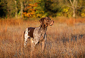 DOG 06 LS0014 01
German Shorthaired Pointer Standing In Field Autumn