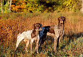 DOG 06 LS0015 01
Two German Shorthaired Pointers Standing In Field Autumn