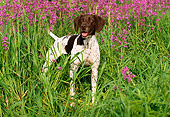 DOG 06 LS0016 01
German Shorthaired Pointer Standing In Field Of Purple Flowers