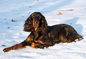DOG 06 LS0017 01
Gordon Setter Laying On Snow