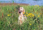 DOG 06 LS0018 01
English Setter Sitting In Field By Yellow Flowers And Stream