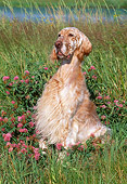 DOG 06 LS0019 01
English Setter Sitting In Field By Pink Flowers And Stream