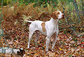 DOG 06 LS0021 01
English Pointer On Point In Fallen Leaves In Woods
