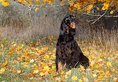 DOG 06 LS0022 01
Gordon Setter Sitting In Fallen Leaves In Woods
