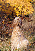 DOG 06 LS0023 01
English Setter Sitting In Field By Autumn Trees