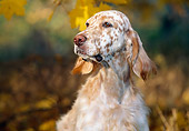 DOG 06 LS0024 01
Head Shot Of English Setter Sitting By Autumn Trees