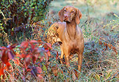 DOG 06 LS0025 01
Vizsla Standing In Field