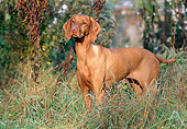 DOG 06 LS0026 01
Vizsla Standing In Field
