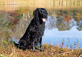 DOG 06 LS0028 01
Wet Flat-Coated Retriever Sitting In Field By Pond