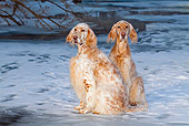 DOG 06 LS0029 01
Two English Setters Sitting In Snow On Ice