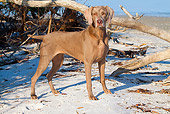 DOG 06 LS0030 01
Weimaraner Standing On Snow By Fallen Tree