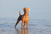 DOG 06 LS0031 01
Weimaraner Standing In Water