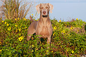 DOG 06 LS0032 01
Weimaraner Standing In Yellow Flowers And Shrubs