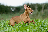 DOG 06 NR0001 01
Vizsla