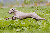DOG 06 NR0004 01
Weimaraner