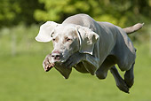 DOG 06 NR0005 01
Weimaraner