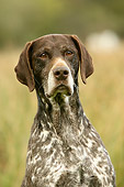 DOG 06 NR0008 01
German Shorthaired Pointer