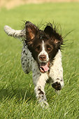 DOG 06 NR0010 01
German Longhaired Pointer