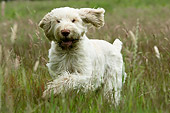 DOG 06 NR0011 01
Spinone Italiano Running Through Grass