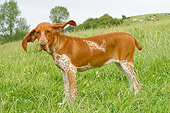 DOG 06 NR0014 01
Bracco Italiano