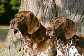 DOG 06 NR0016 01
German Shorthaired Pointers