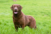 DOG 06 NR0018 01
Chesapeake Bay Retriever