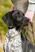 DOG 06 NR0020 01
German Shorthaired Pointer