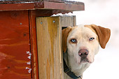 DOG 06 NR0021 01
English Pointer