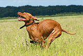 DOG 06 NR0022 01
Vizsla Running Through Field