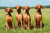 DOG 06 NR0024 01
Four Vizslas Sitting In Field