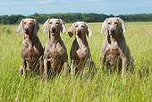 DOG 06 NR0025 01
Four Weimaraners Sitting In Field