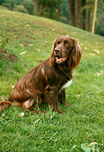 DOG 06 RC0001 01
German Long-Haired Pointer Sitting On Grassy Slope By Trees