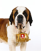 DOG 06 RK0028 28
Saint Bernard With Barrel On White Seamless