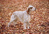 DOG 06 RK0049 08
English Setter Dog Standing On Fall Leaves