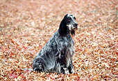 DOG 06 RK0053 01
English Setter Sitting On Fall Leaves