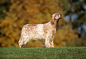 DOG 06 RK0057 05
English Setter Standing On Grass