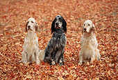DOG 06 RK0059 03
English Setter Dogs Sitting On Fall Colored Leaves